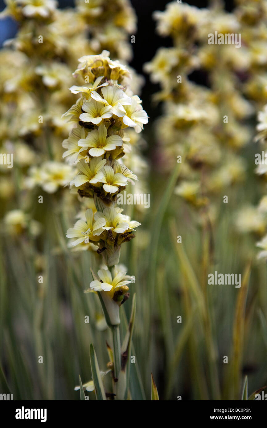 Flower spike of the self seeding evergreen perennial, Sisyrinchium striatum Stock Photo