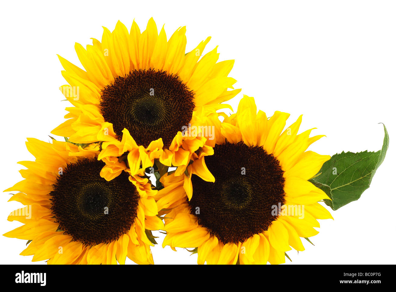Sunflowers isolated on white background Stock Photo - Alamy