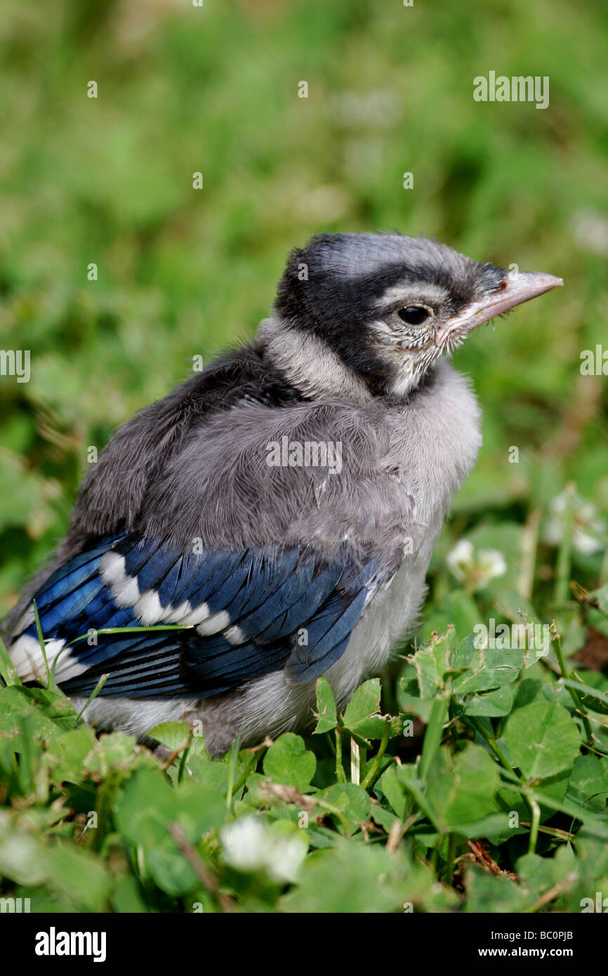 Baby Blue Jays High Resolution Stock Photography And Images Alamy