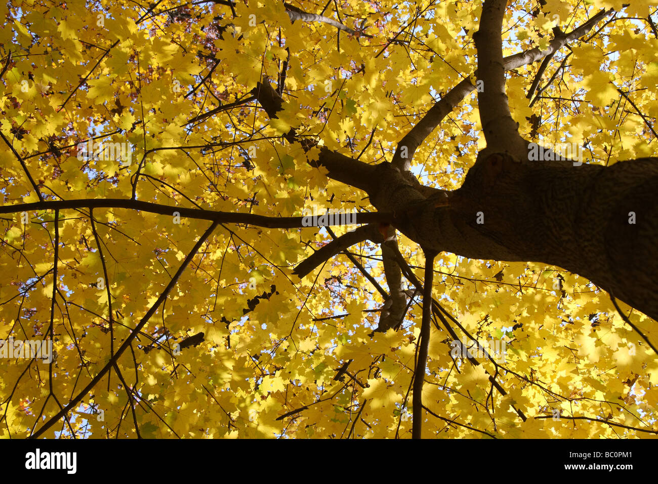 Fall Colors in the Forest Stock Photo - Alamy