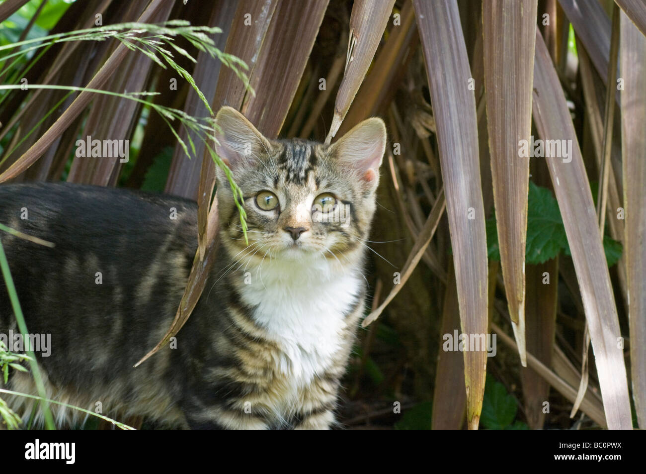 Young tabby kitten emerging from foliage Stock Photo - Alamy