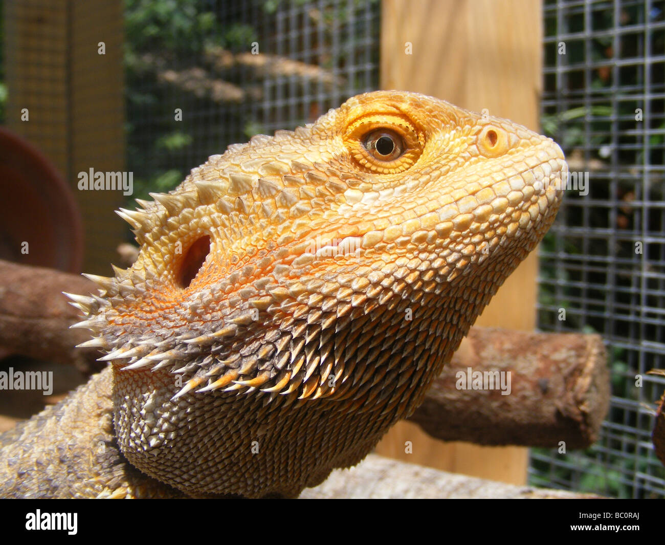 Reptile australian agamid lizard hi-res stock photography and images ...