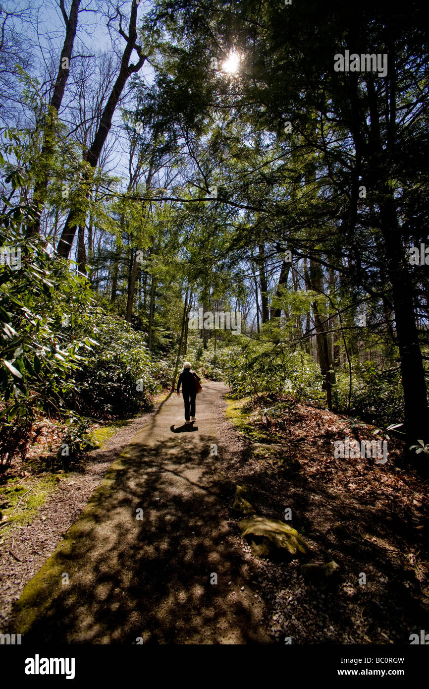 A woman hiker walks along an evergreen forest trail in springtime afternoon sun in western Pennsylvania Stock Photo