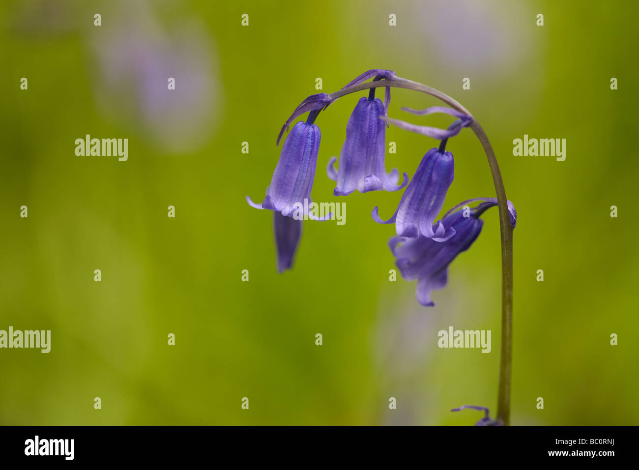 Bluebells on a green background Stock Photo