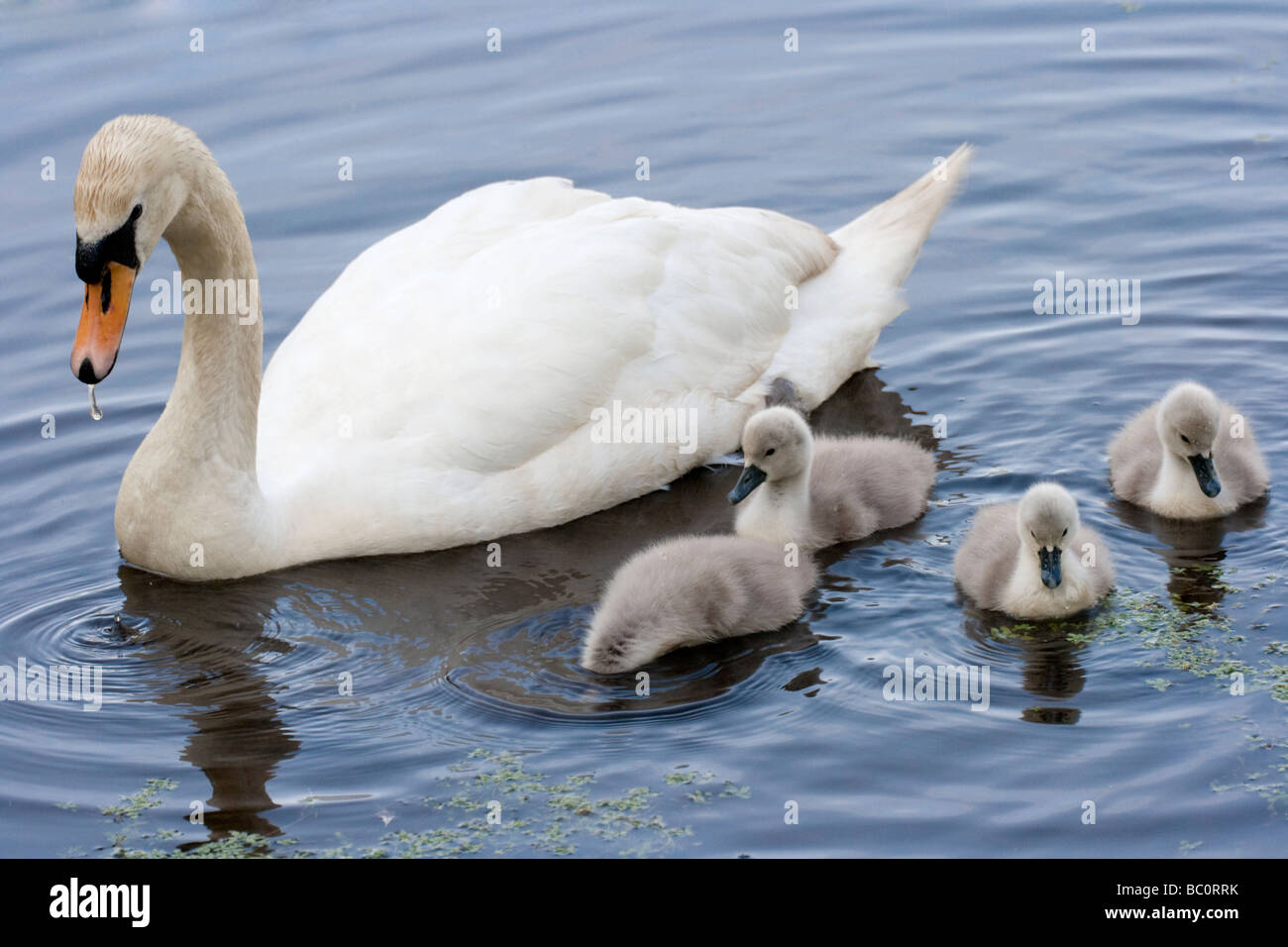 A Swan and Her Cygnets Stock Photo