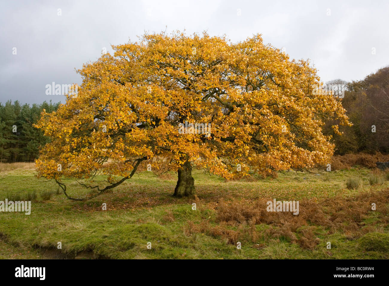 A mature Oak Tree in the autumn on the Longshaw Estate near Grindleford in the Peak District in Derbyshire Stock Photo