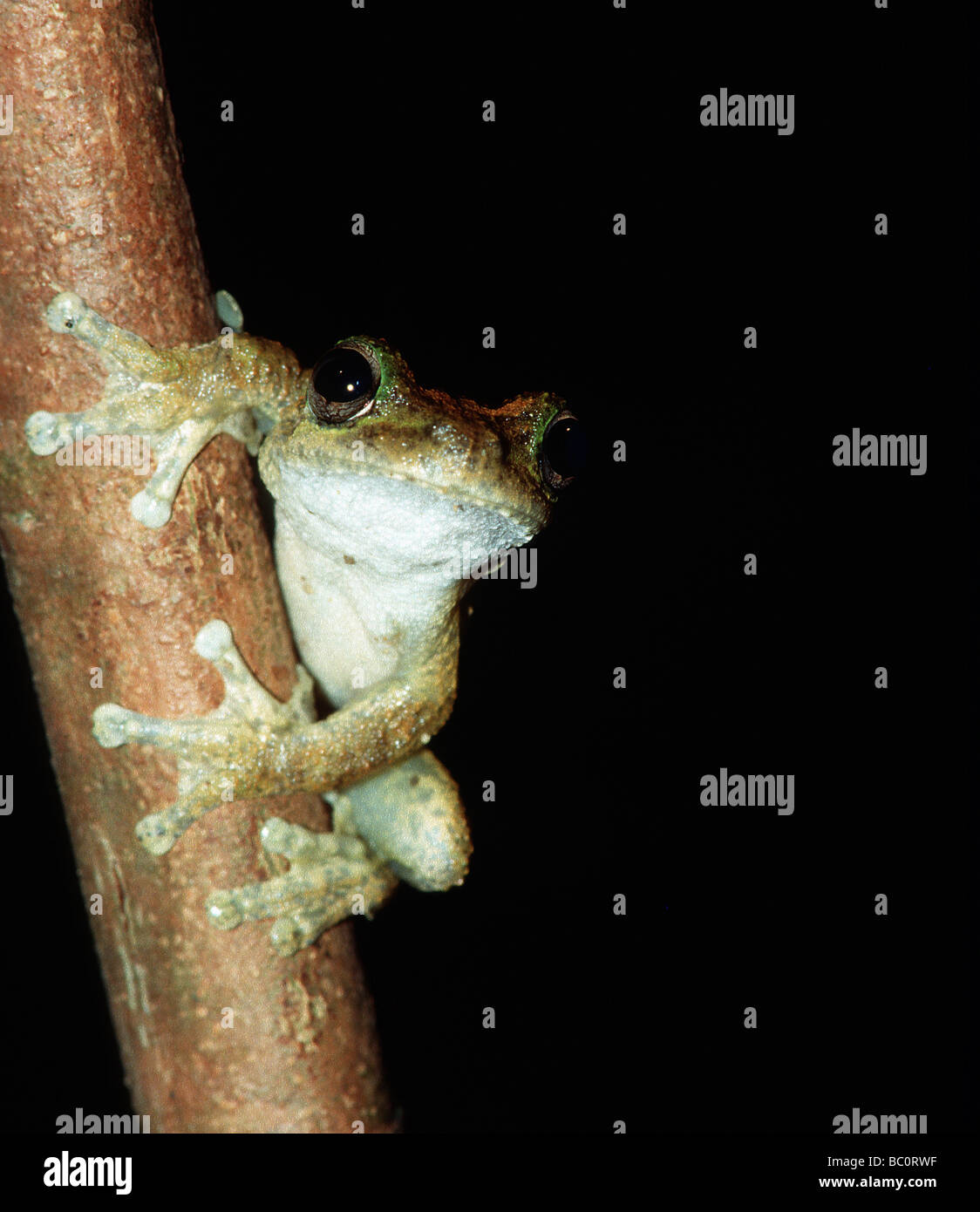 New Guinea Tree Frog Litoria genimaculata Stock Photo - Alamy