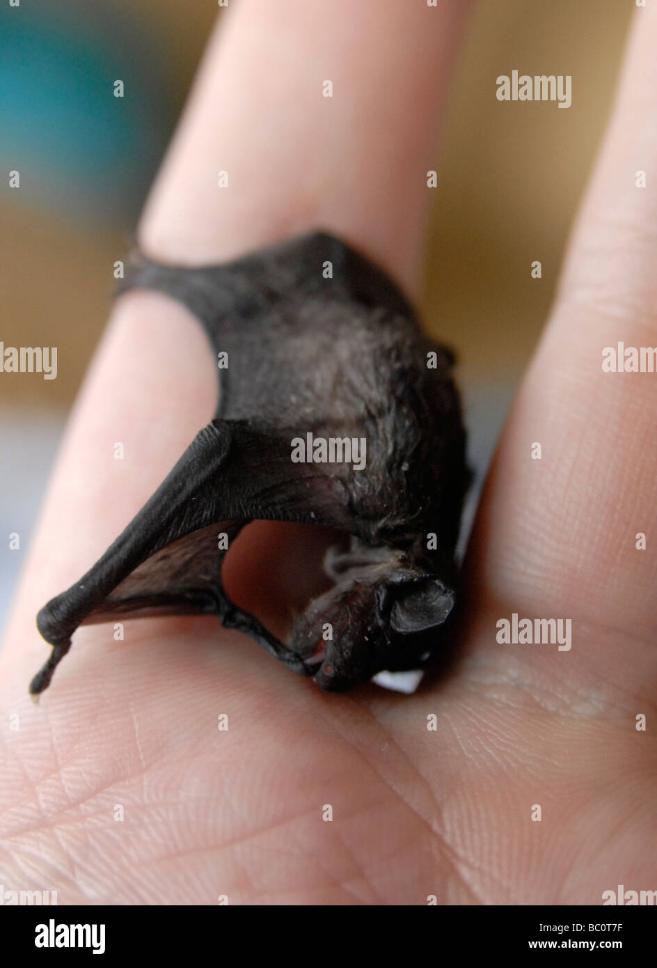 A bat (common pipistrelle), about 2 weeks old, sitting between the fingers of a hand and cleaninf its wing Stock Photo