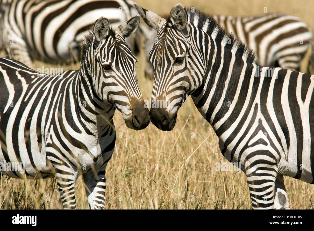 Common Zebra - Masai Mara National Reserve, Kenya Stock Photo - Alamy