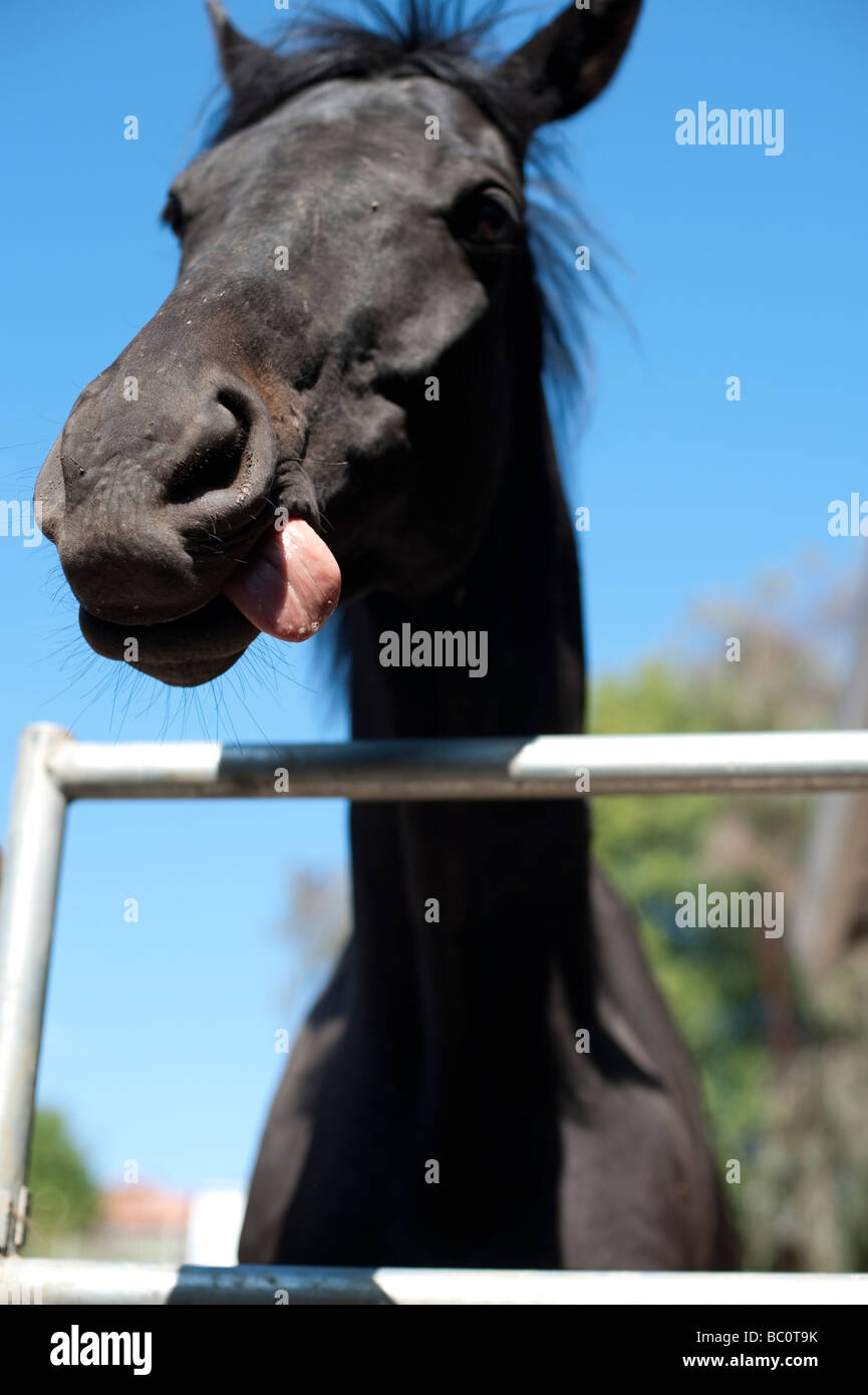 Black horse with tongue sticking out Stock Photo Alamy