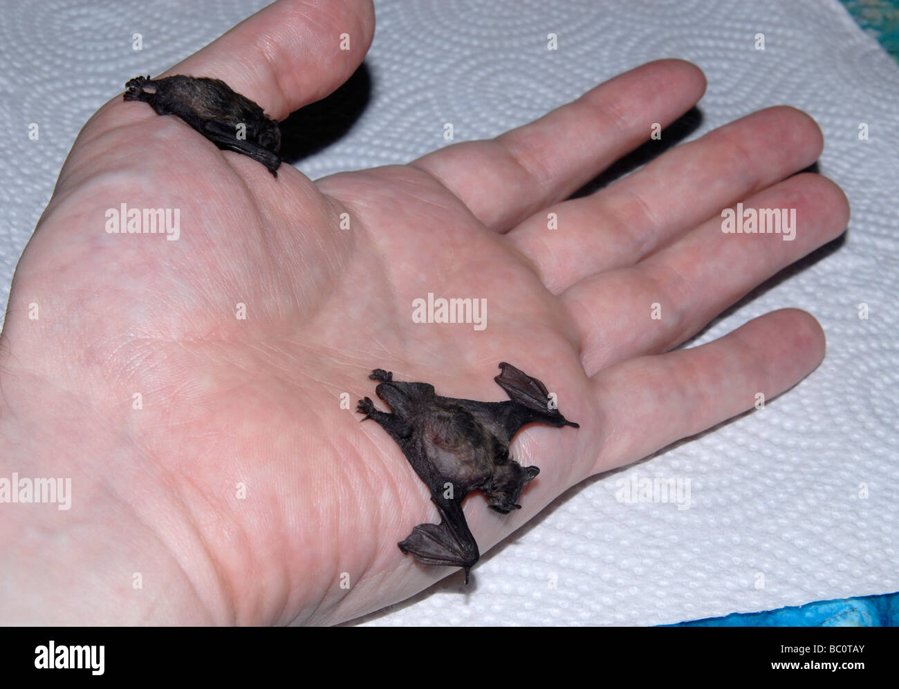 Two bats (common pipistrelle), about 2 weeks old, sitting on a hand Stock Photo