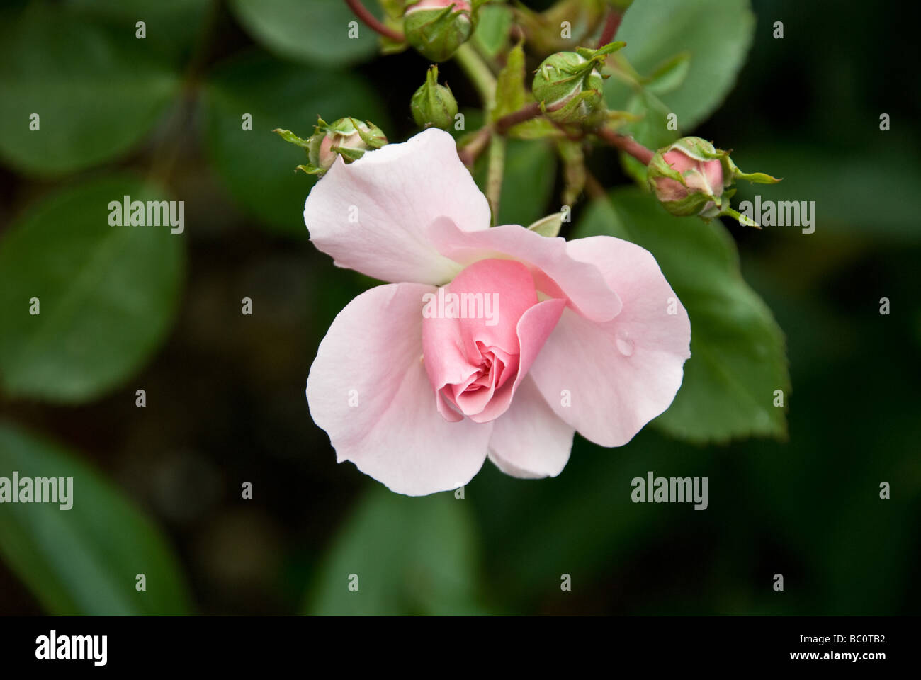 Flower buds shrub rose hi-res stock photography and images - Alamy
