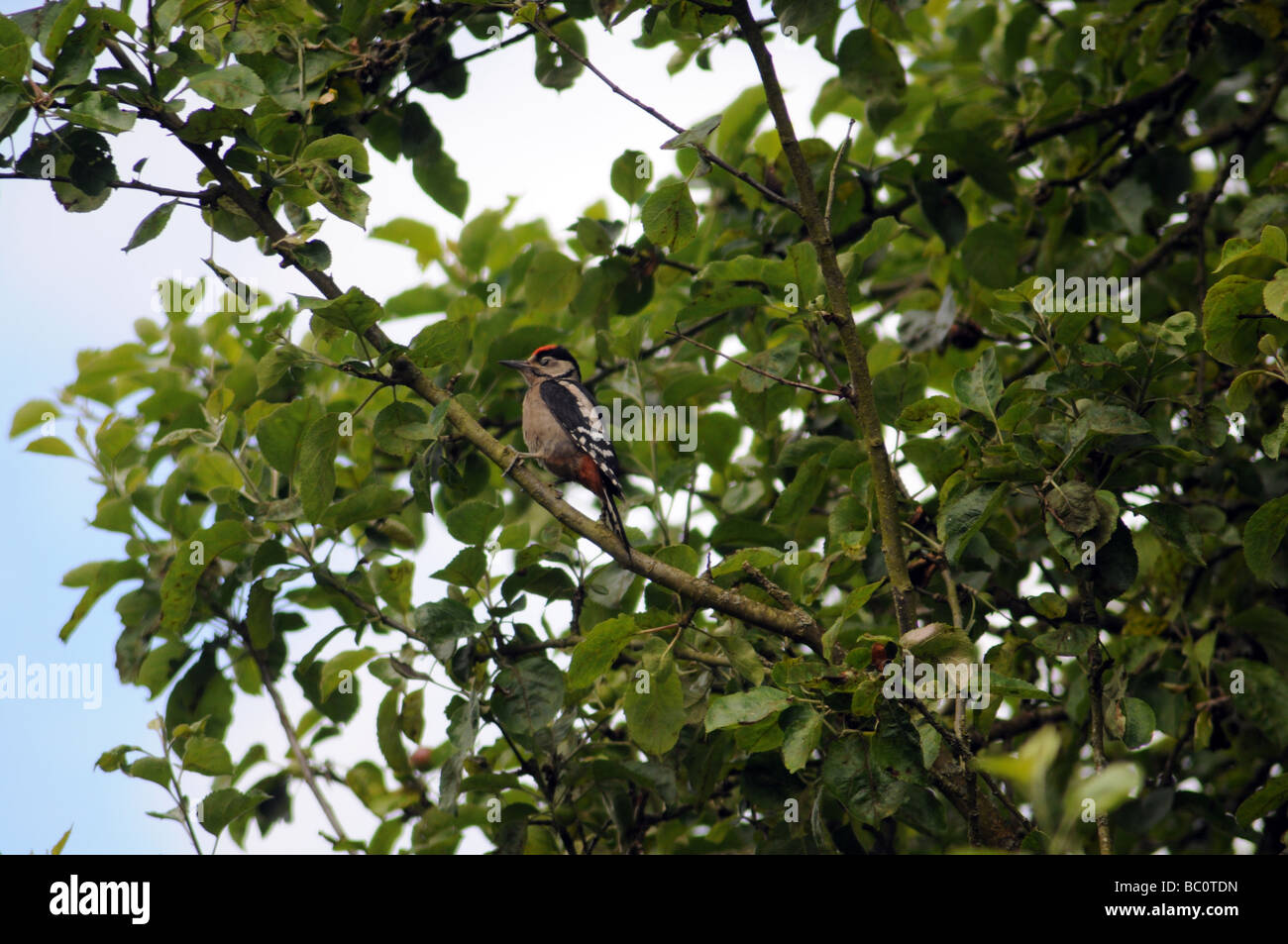 great spotted woodpecker in an apple tree-juvenile Stock Photo