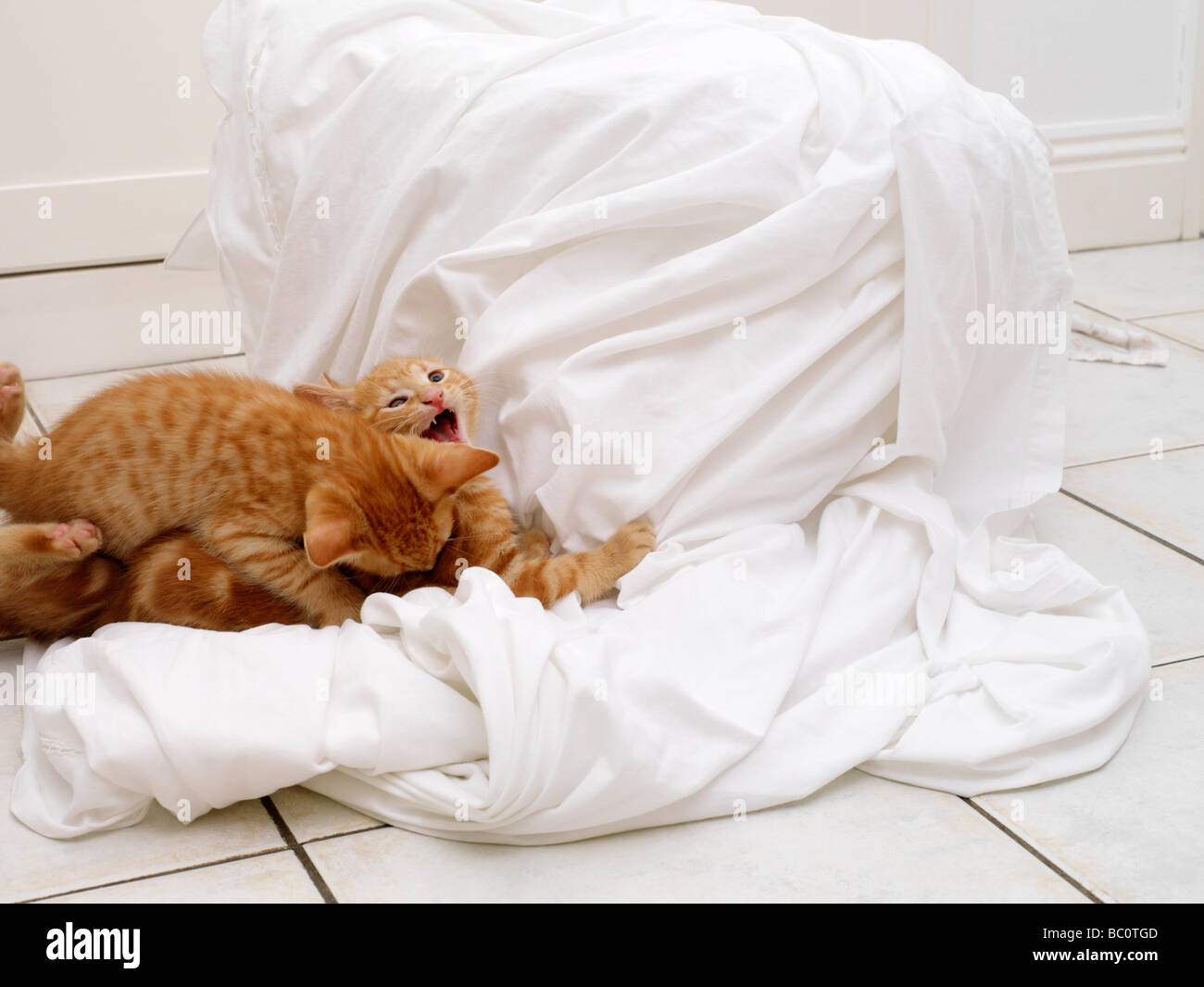 Kittens attacking then Washing Stock Photo Alamy