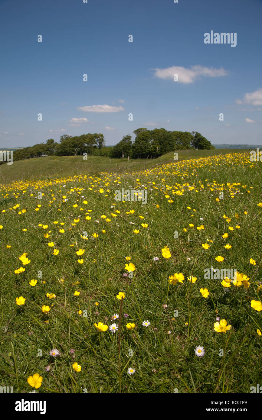 buttercups in a wildflower meadow on a sunny summer day in the
