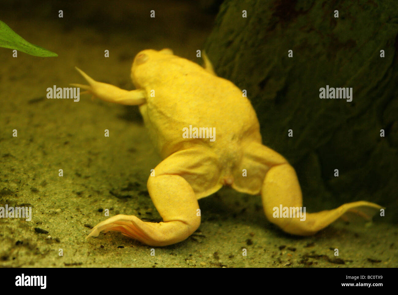 African Clawed Frog aka Platanna, Xenopus laevis, Pipidae.  Sub Saharan African Amphibian. Stock Photo