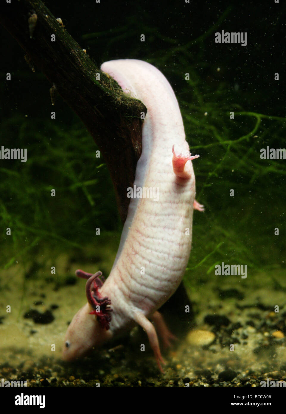 Axolotl or Axlotl, Ambystoma mexicanum, Ambystomatidae.  Amphibian Belonging to the Tiger Salamander Complex. Stock Photo