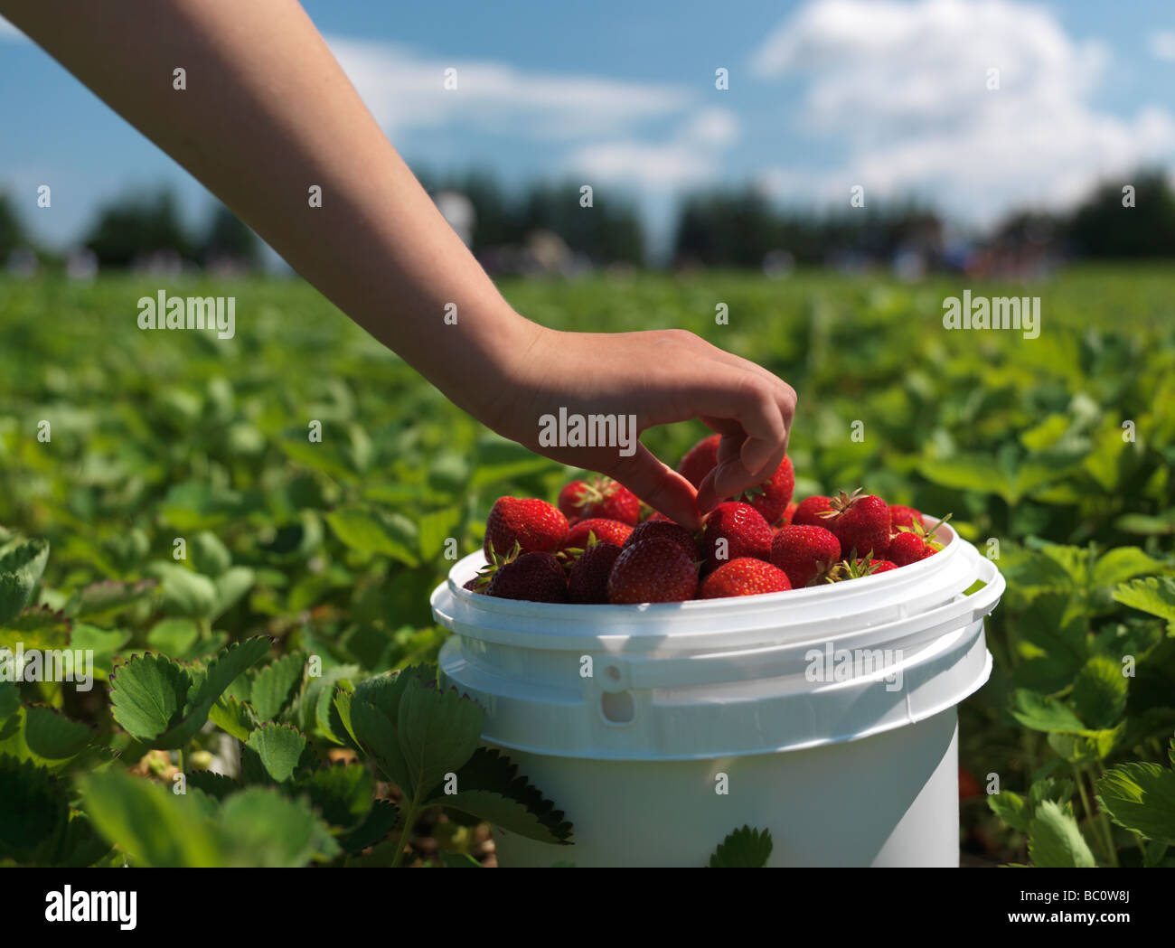 Woman picking fruit america hi-res stock photography and images - Alamy