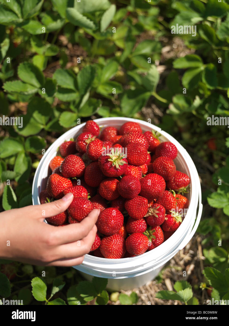 Woman picking strawberry on a farm Stock Photo - Alamy