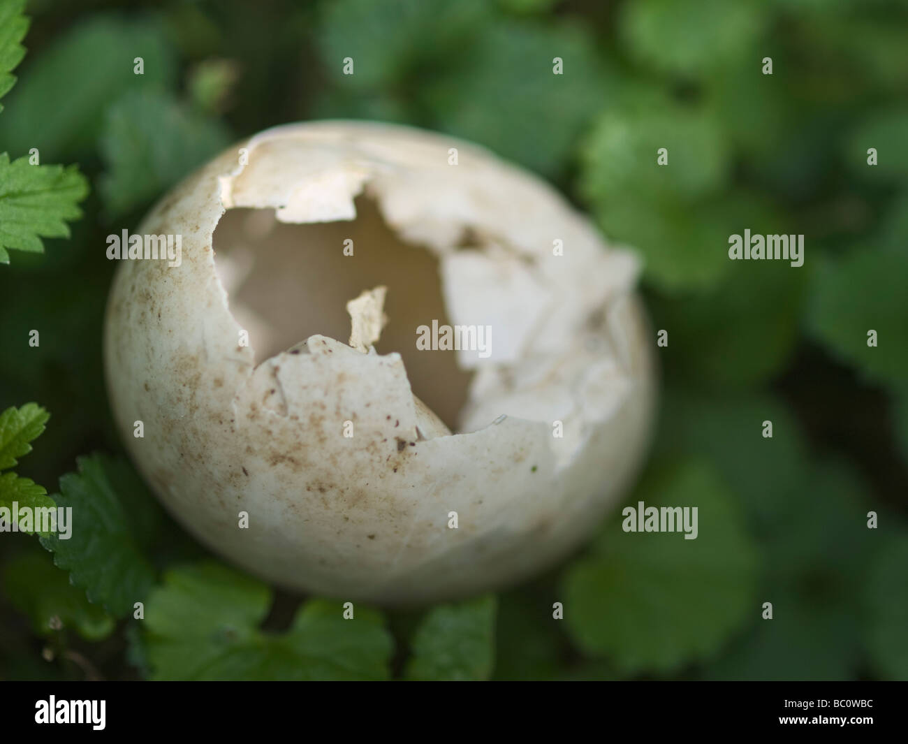 An empty broken egg shell from which a baby bird emerged. Stock Photo