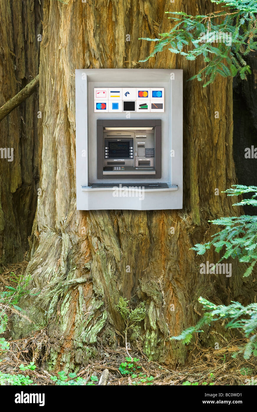 An ATM machine is attached to a tree Stock Photo Alamy