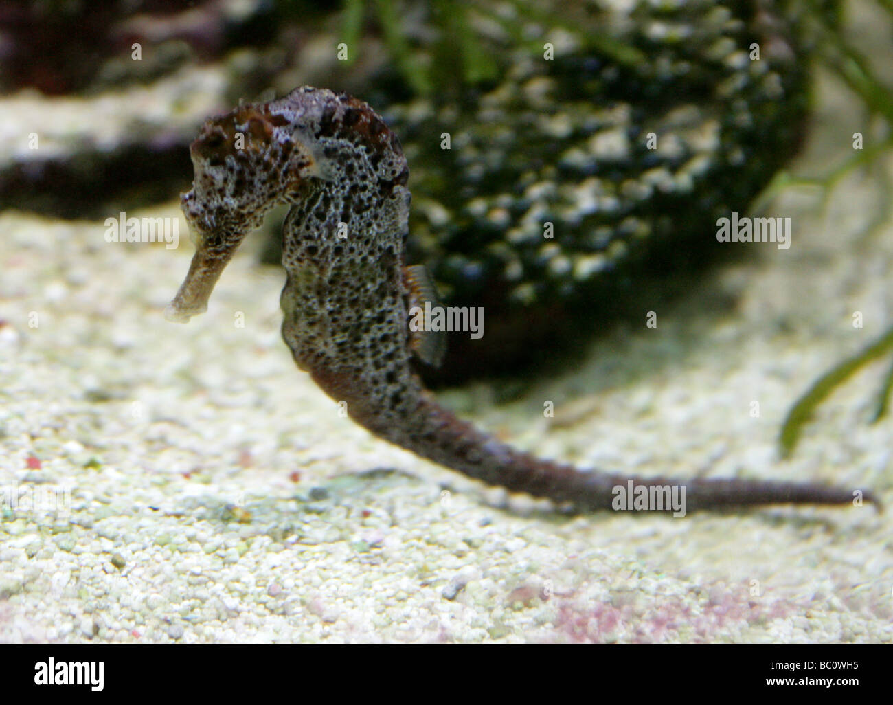 Longsnout or Slender Seahorse, Hippocampus reidi, Syngnathidae Stock Photo