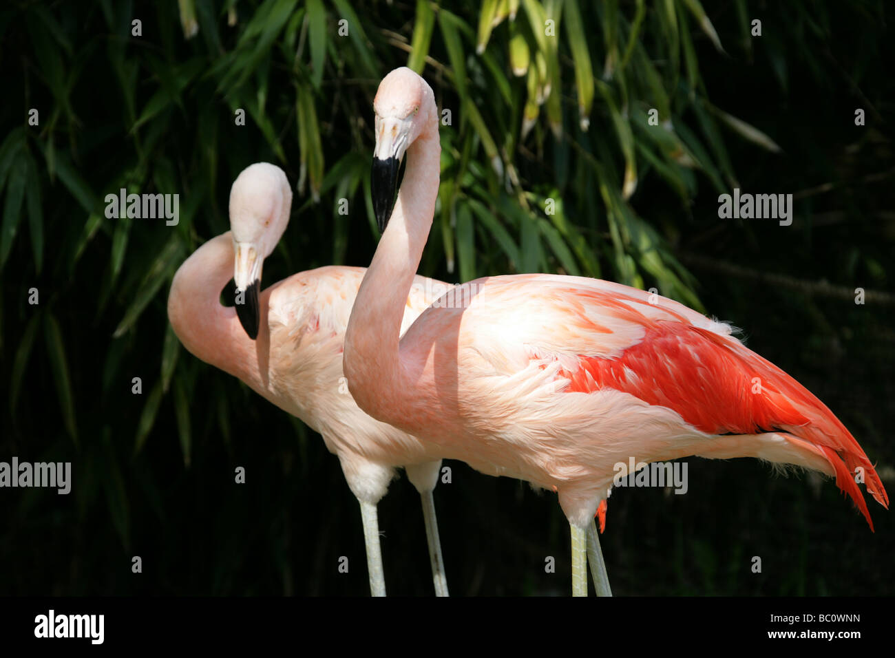 Chilean Flamingo, Phoenicopterus chilensis, Phoenicopteridae, Phoenicopteriformes Stock Photo