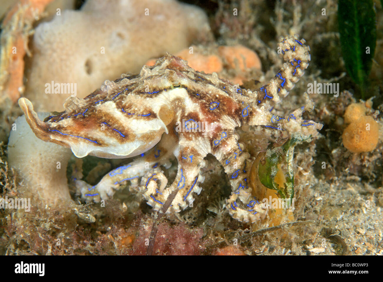 Blue Ringed Octopus Eating A Crab