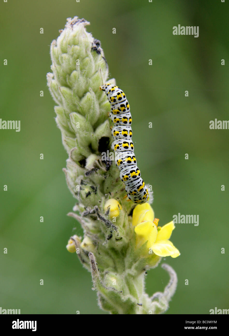 Mullein Moth Larva Feeding on Great Mullein Plant, Cucullia verbasci, Cuculliinae Noctuidae, Noctuoidea, Lepidoptera Stock Photo