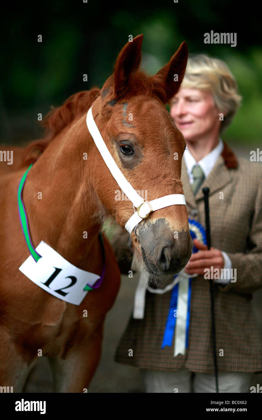 Heavy horse foal at a show with handler Stock Photo - Alamy