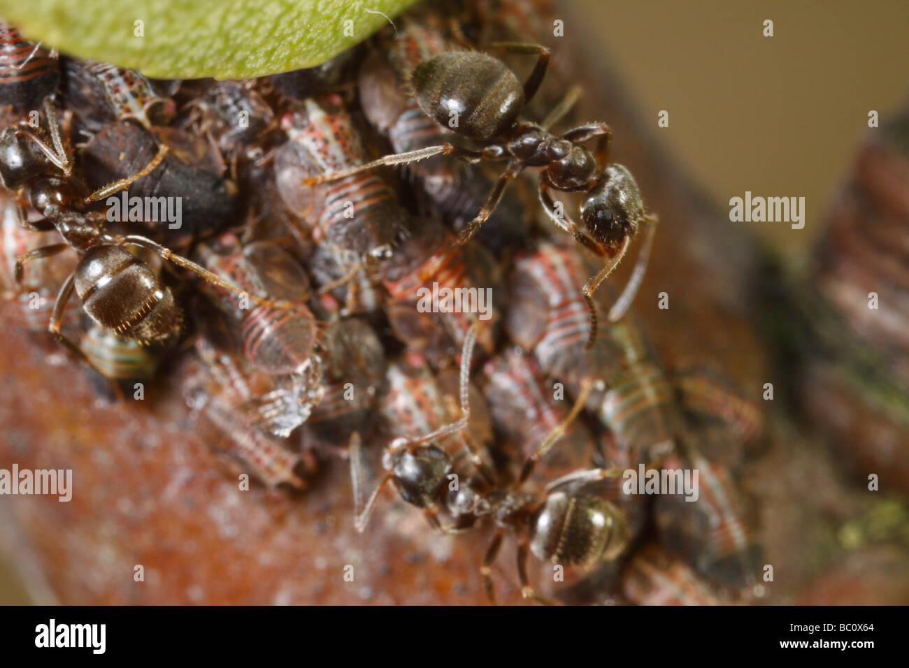 Black garden ants (Lasius niger) milking psyllids (European pear sucker, European pear psyllid, Cacopsylla pyri). Stock Photo