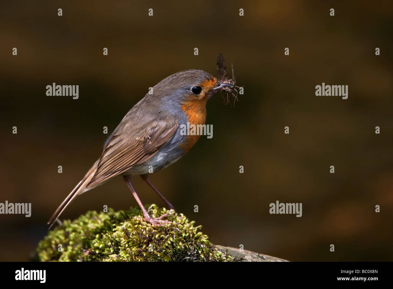 Robin with insects in its beak Stock Photo