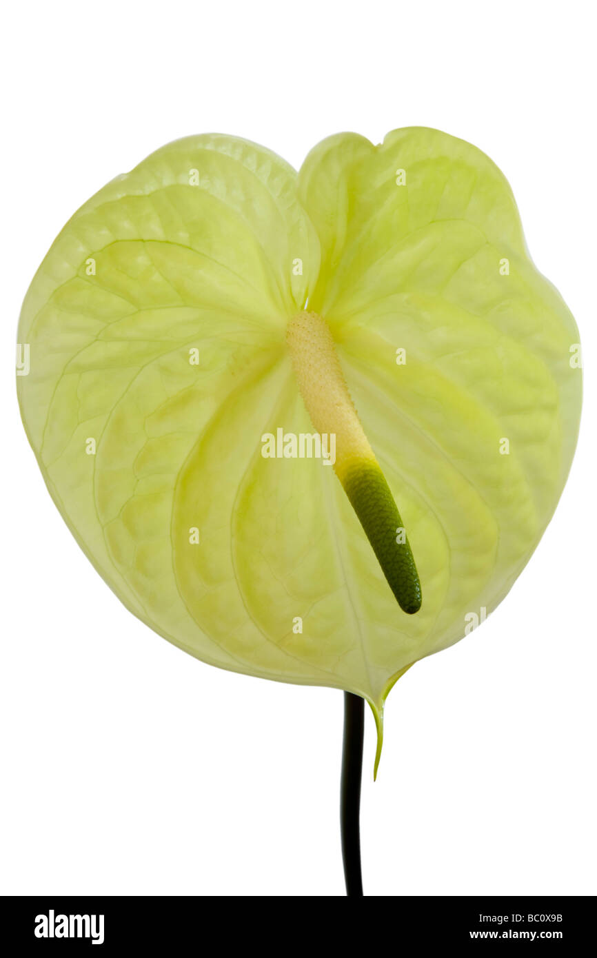 Colorful Anthurium flowers Stock Photo
