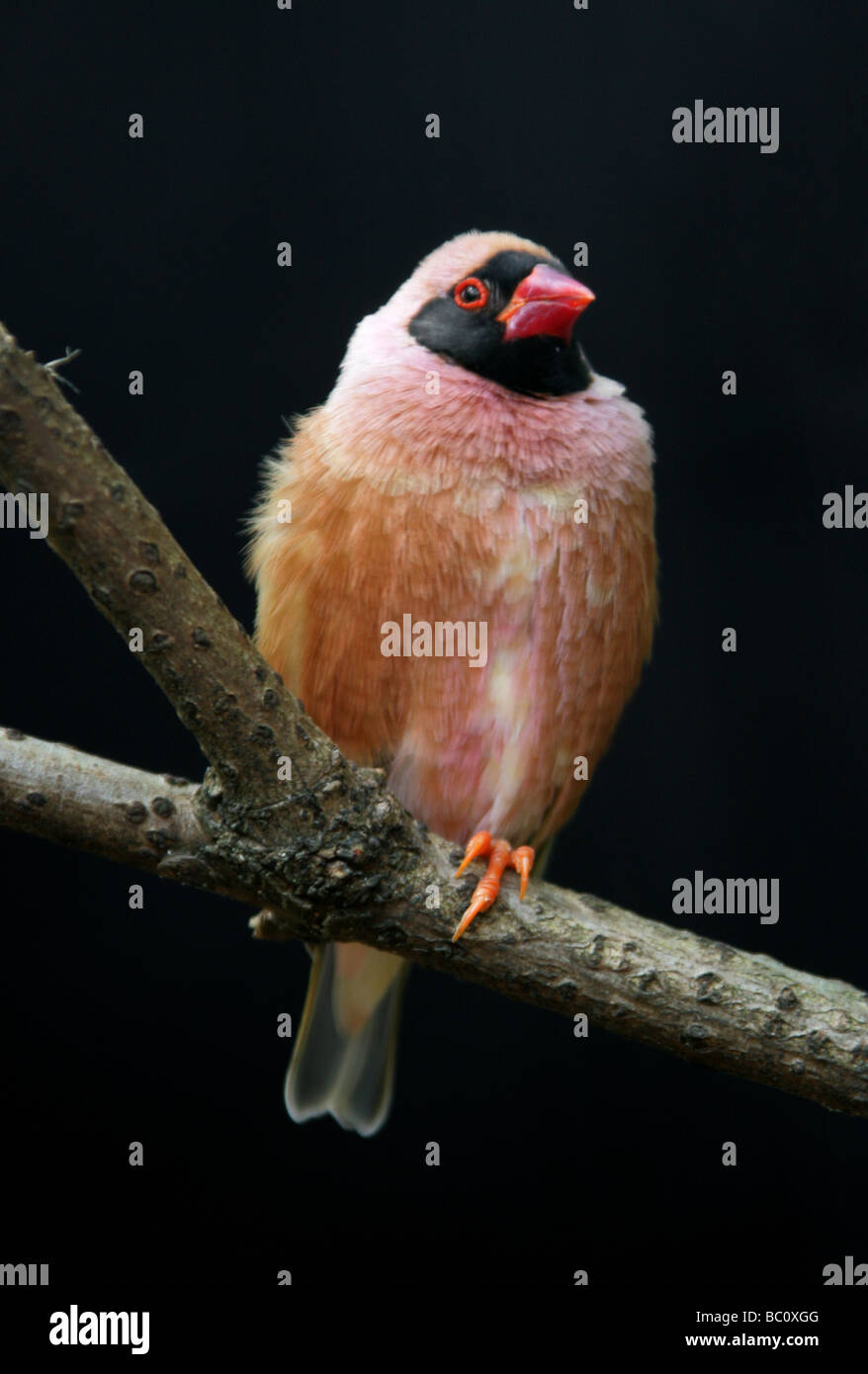 Red-billed Quelea Bird, Quelea quelea, Ploceidae Stock Photo