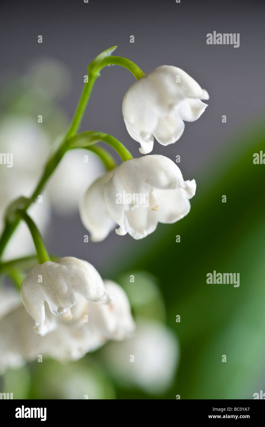 Lily-of-the-Valley Flowers Detail Stock Photo
