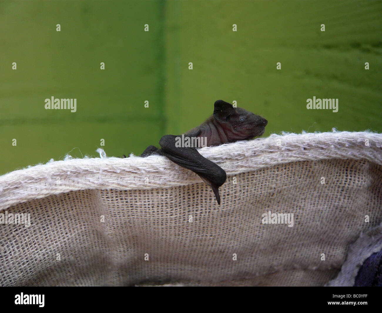 A bat (common pipistrelle), about one week old, sitting on a gardening glove Stock Photo