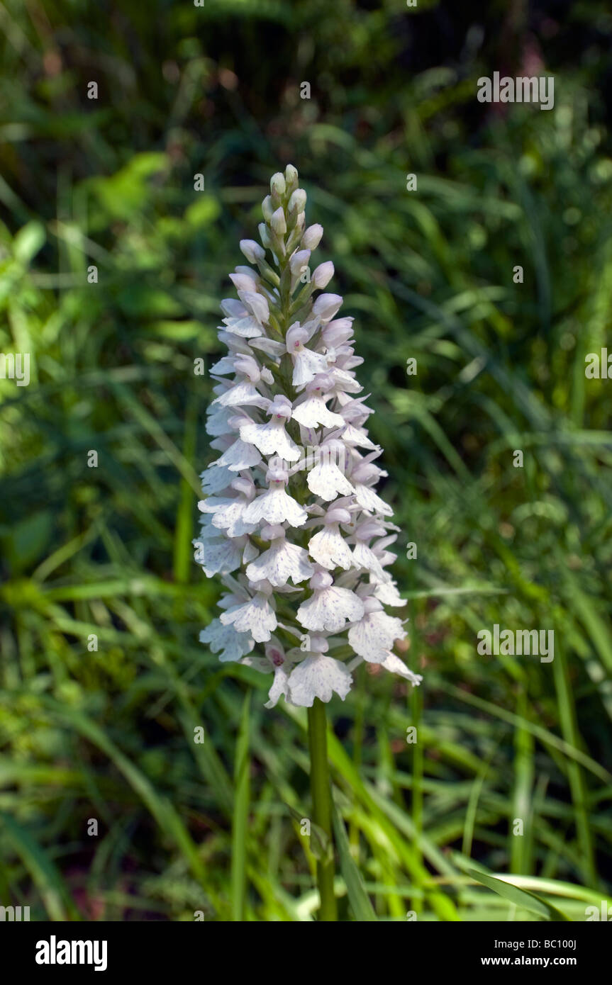 Common Spotted Orchid / Dactylorhiza sambucina - Indre-et-Loire, France. Stock Photo