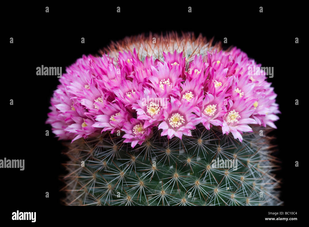A succulent in bloom:the Mammillaria centraliplumosa. Cactus (Mammillaria centraliplumosa) en fleurs. Stock Photo