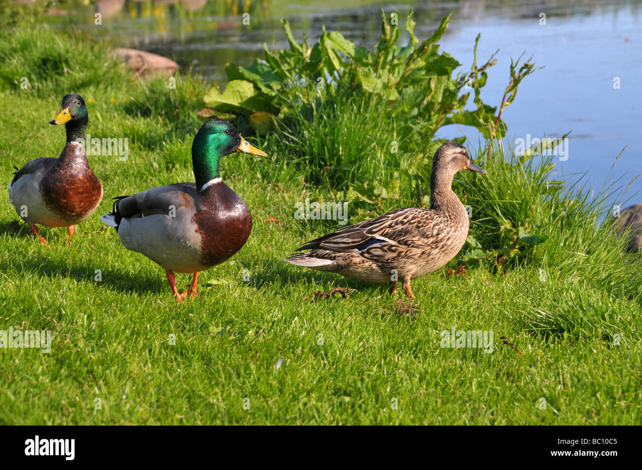 A female and male ducks standing at the edge of a pond. Stock Photo