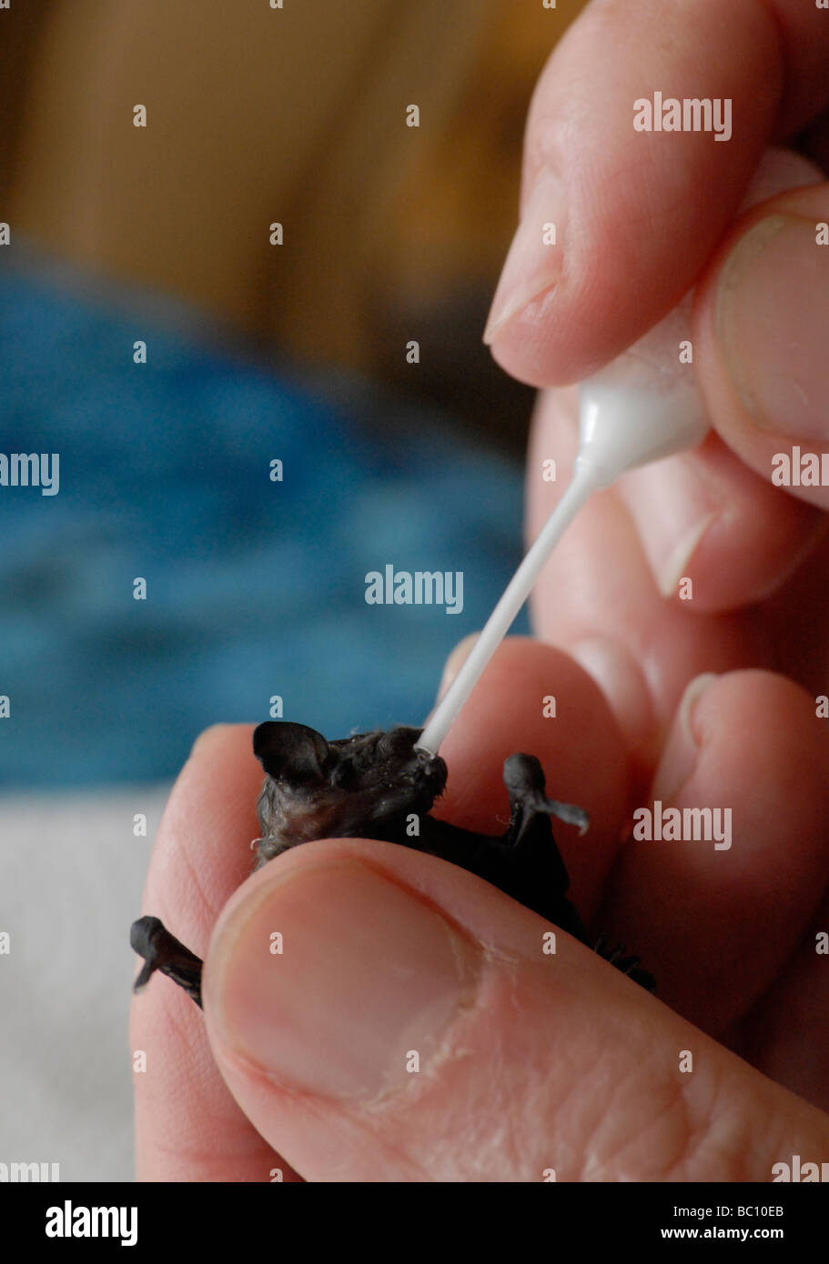 A bat (common pipistrelle), about 2 weeks old, being fed with special milk in a pipette Stock Photo