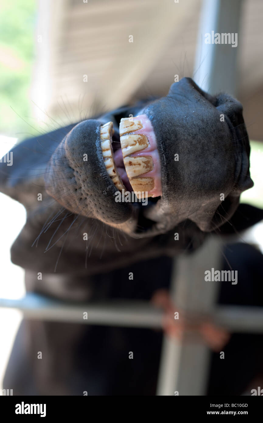 Horse Teeth Stock Photos & Horse Teeth Stock Images Alamy
