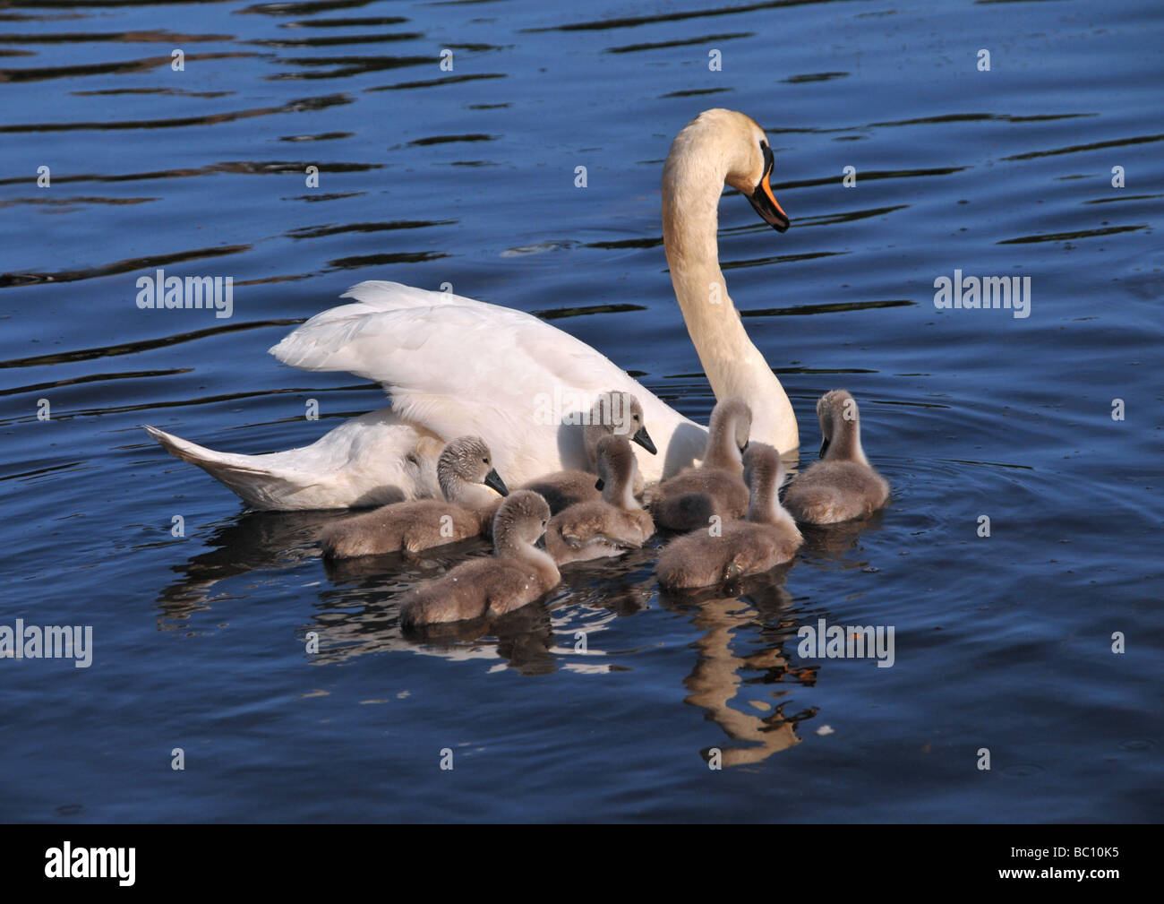 A mute swan with her chicks swimming in water Stock Photo Alamy