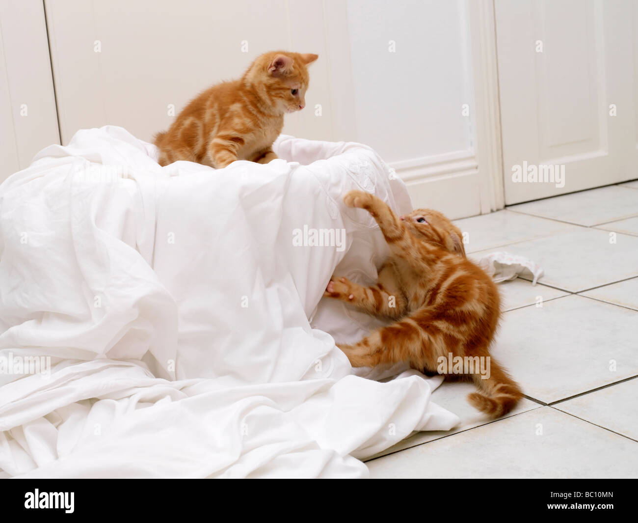 Kittens attacking then Washing Stock Photo Alamy