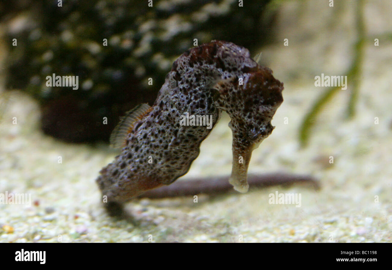 Longsnout or Slender Seahorse, Hippocampus reidi, Syngnathidae Stock Photo