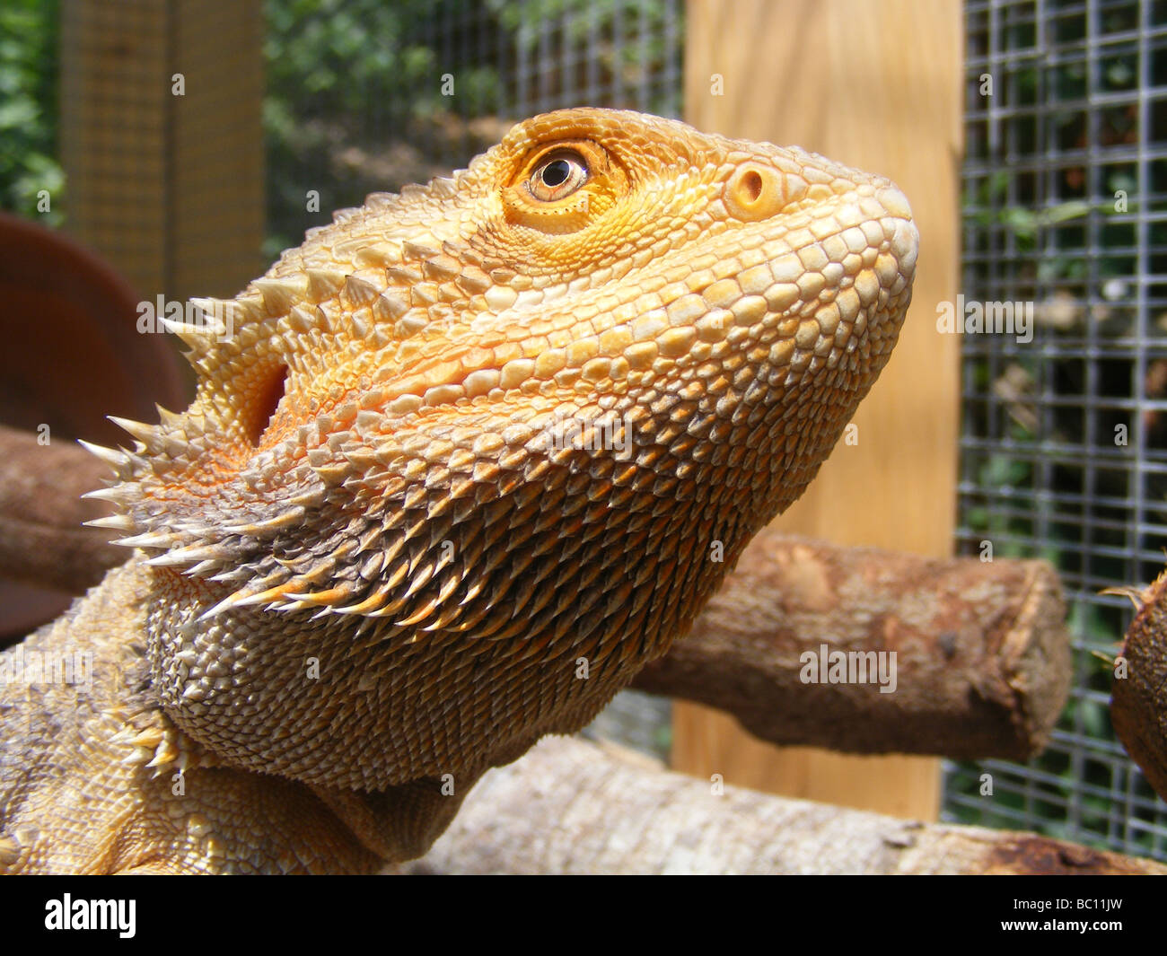 Agamid lizard hi-res stock photography and images - Alamy