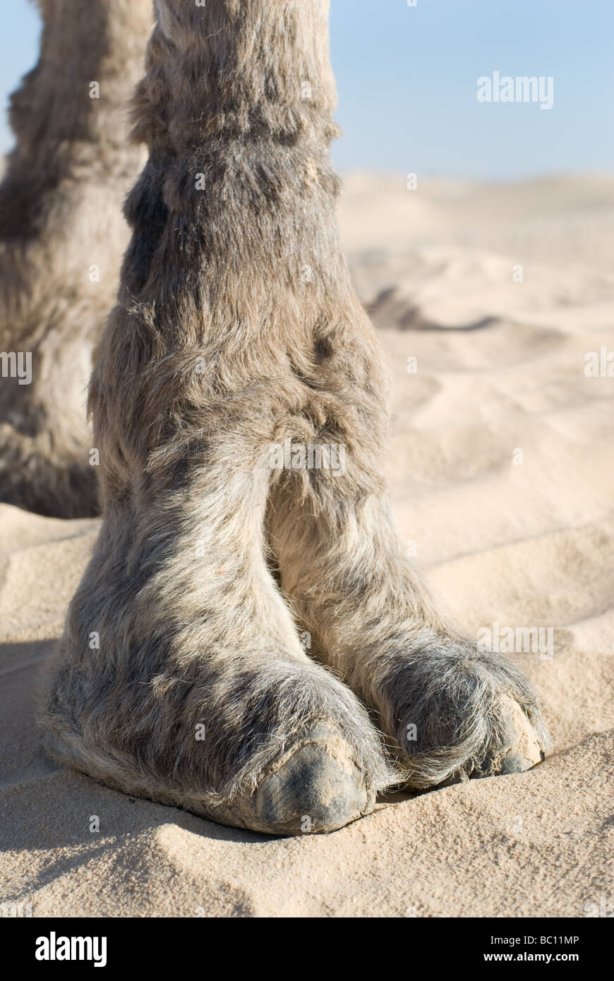 Camels Toe Images – Browse 397 Stock Photos, Vectors, and Video