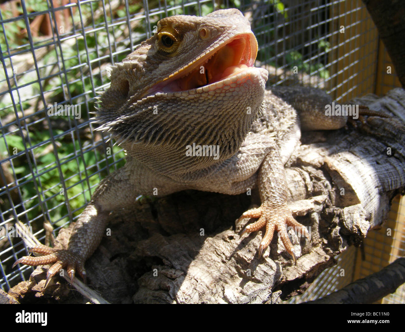 Agamid Lizard or 'Bearded Dragon'  in captivity Stock Photo