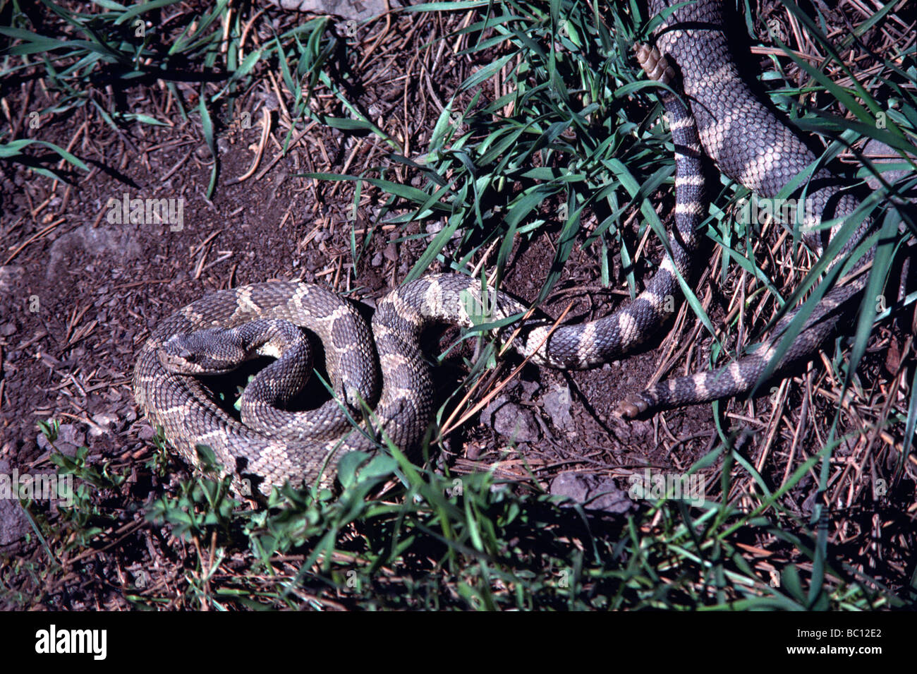 Rattlesnake (Crotalinae) in Coiled Position and Rattlesnake slithering in Grass South Okanagan