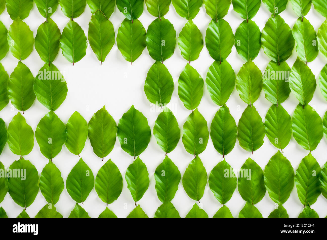 Beech leaves in rows. Space for copy. Stock Photo