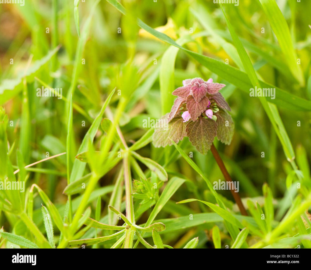 Red dead nettle Lamium purpureum Stock Photo
